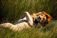 Safari - Day 2 (Ngorogoro Crater area/Serengeti National Park